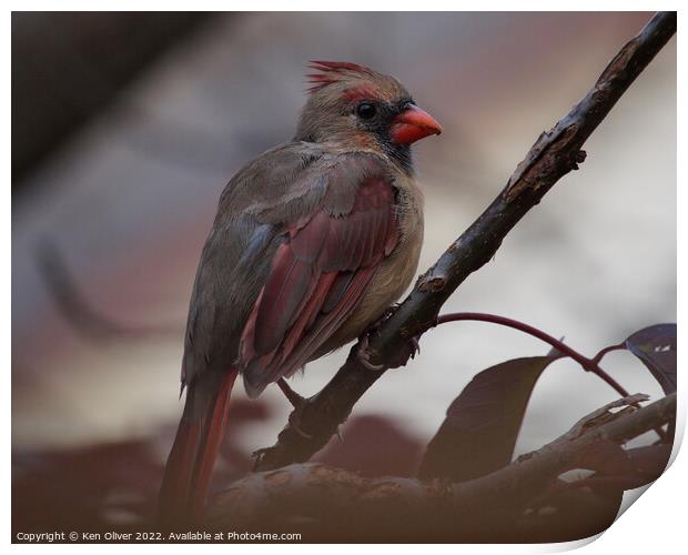 "Scarlet Beauty: A Captivating Canadian Cardinal" Print by Ken Oliver