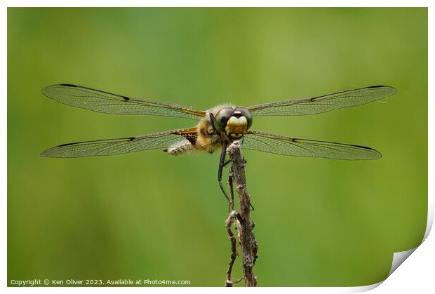 Enchanting Dance of the Four-Spotted Skimmer Print by Ken Oliver