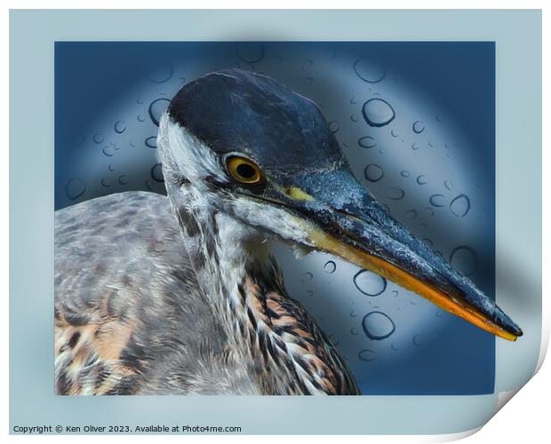 Blue Heron Print by Ken Oliver