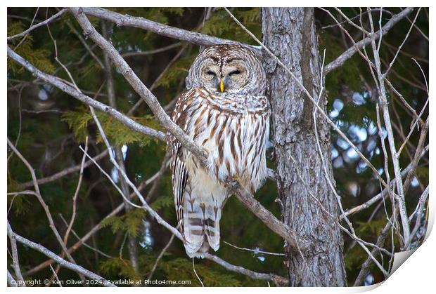 Watchful Eye of the Barred Owl Print by Ken Oliver