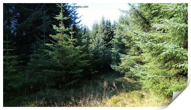 Scotlands forest Print by Sandy Young
