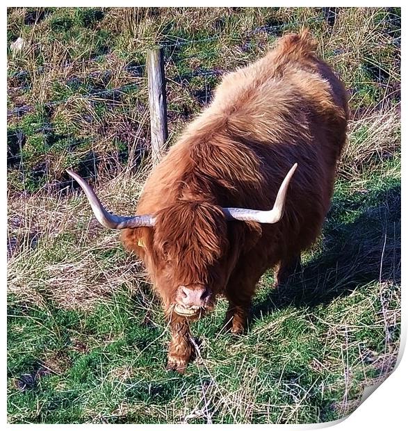 Majestic Scottish Highland Coo Print by Sandy Young