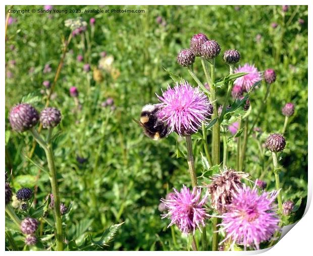 Nature's Ballet: Bumble Bee and Flowering Knapweed Print by Sandy Young