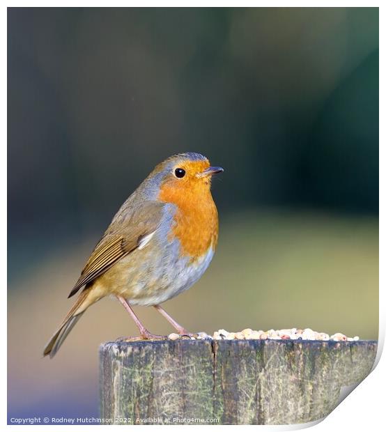 A Robin perched on a gate post Print by Rodney Hutchinson
