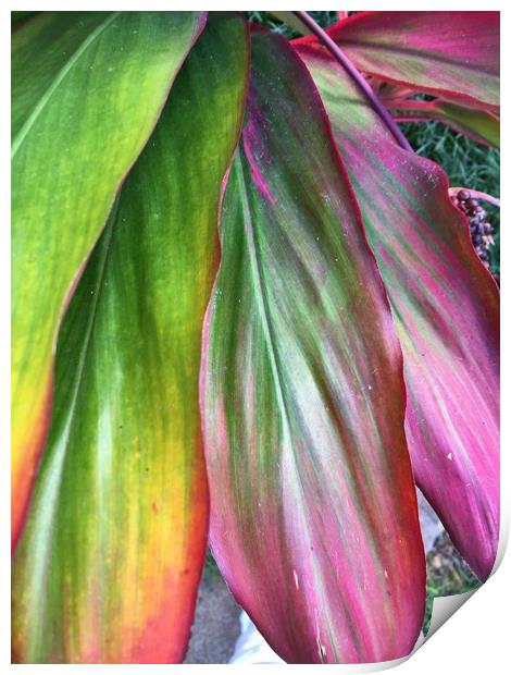 Large coloured leaves Print by Joyce Hird