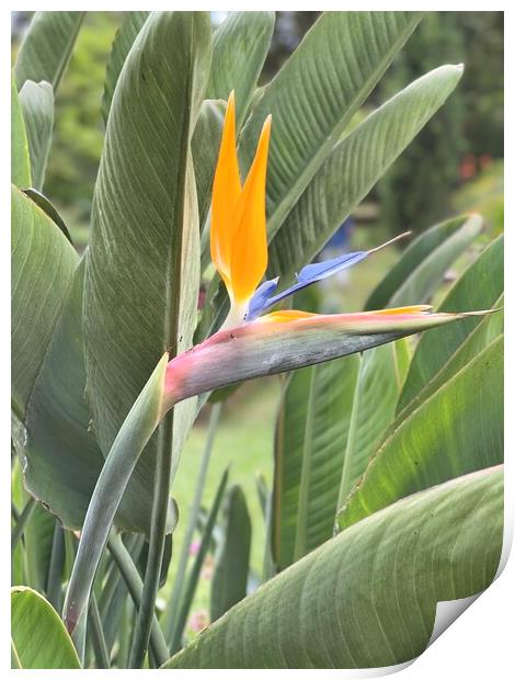 bird of paradise flower from Madeira Print by Joyce Hird