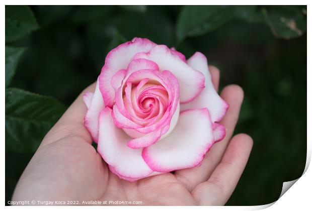 Beautiful colorful Rose Flower in hand Print by Turgay Koca