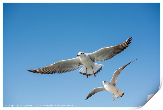 Single seagull flying in blue a sky Print by Turgay Koca