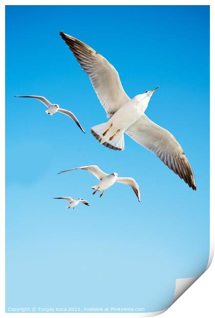 Seagulls are  flying in a sky Print by Turgay Koca