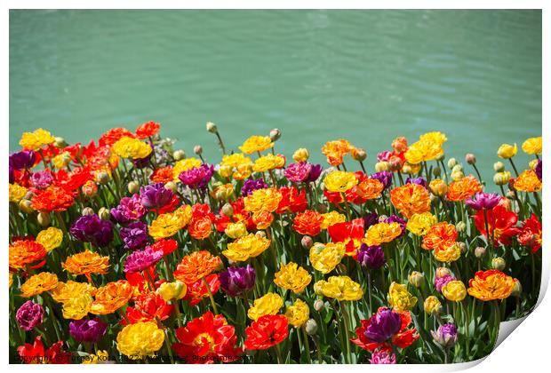 Tulip Flowers Blooming by the water Print by Turgay Koca