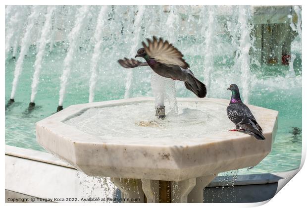 City pigeons by the side of  fountain Print by Turgay Koca
