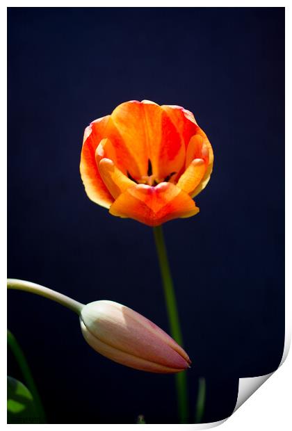 Colorful tulip flower bloom with a colorful background Print by Turgay Koca