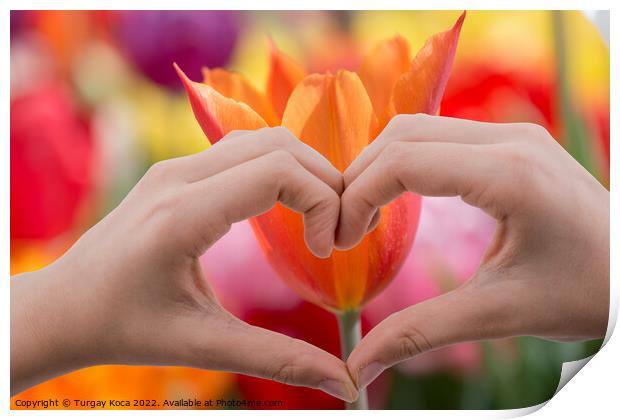 Tulip behind a heart shaped hand Print by Turgay Koca