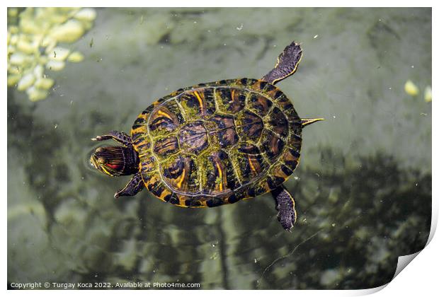 Lonely turtle found by a lake Print by Turgay Koca