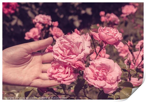 Beautiful fresh roses in hand Print by Turgay Koca