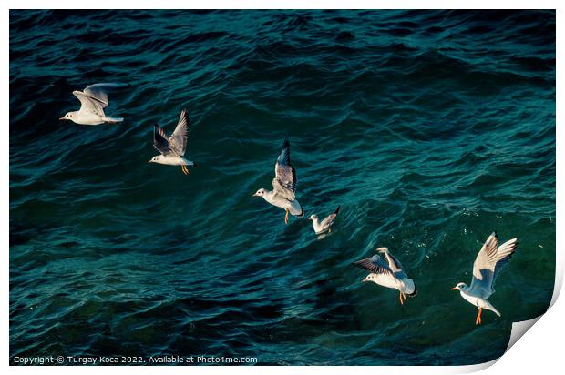 Seagulls are flying over sea waters Print by Turgay Koca