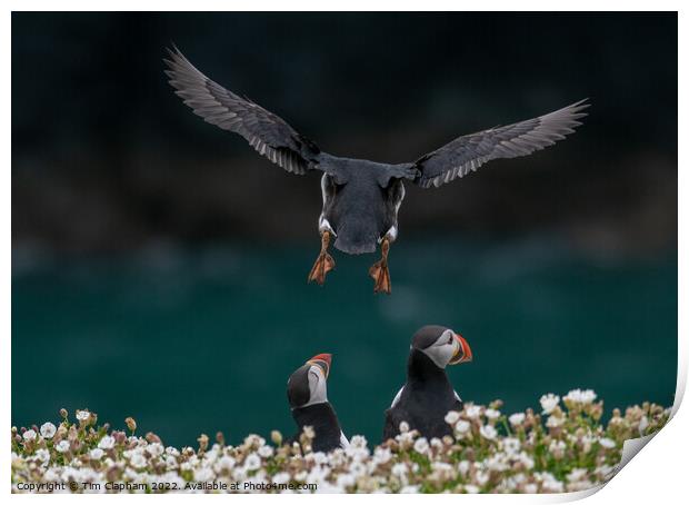 Puffin coming into land Print by Tim Clapham