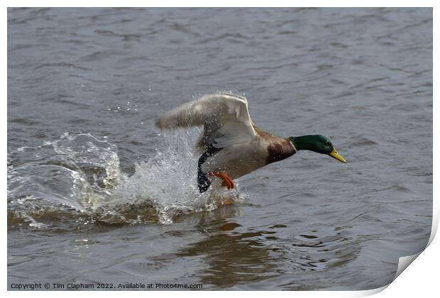Mallard Duck taking off with water running off wings.  Print by Tim Clapham