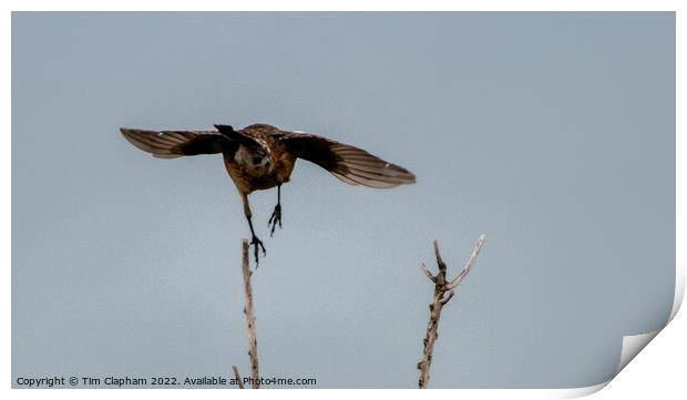 Bird taking off Print by Tim Clapham