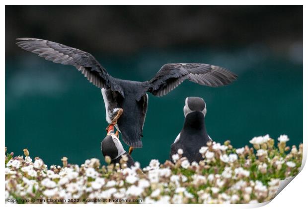 Puffin lands on other puffin Print by Tim Clapham