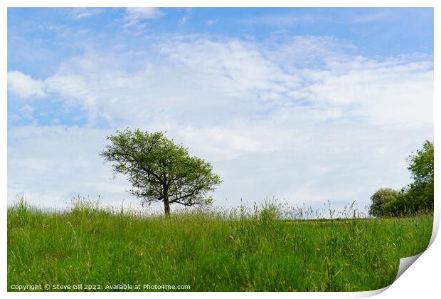 Solitary Tree in the Middle of a Field. Print by Steve Gill
