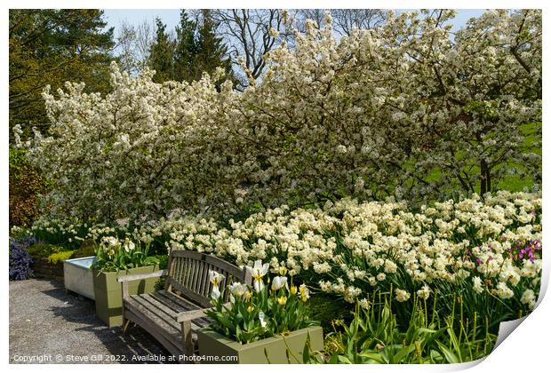Stunning  Spring Garden Display of White Apple Blossom and Daffodils. Print by Steve Gill
