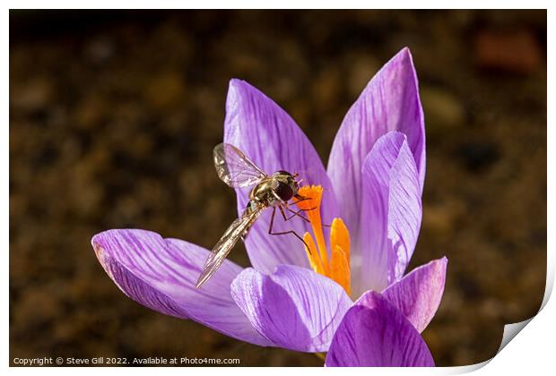 Hoverfly Pollinating a Crocus. Print by Steve Gill