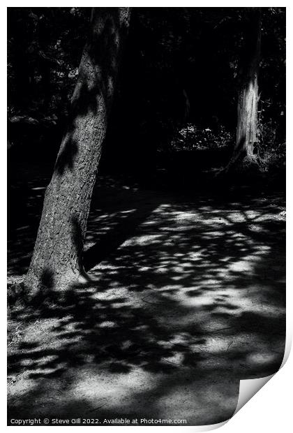 Sunlight Casting Shadows of Tree Foliage on the Ground. Print by Steve Gill