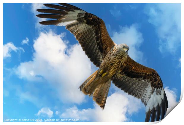 Majestic Red Kite in Full Flight. Print by Steve Gill