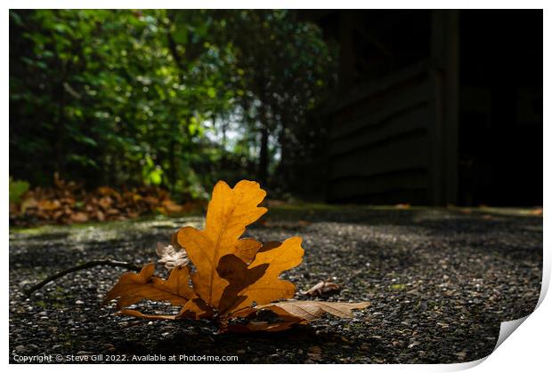 Fallen Oak Leaf Twig. Print by Steve Gill