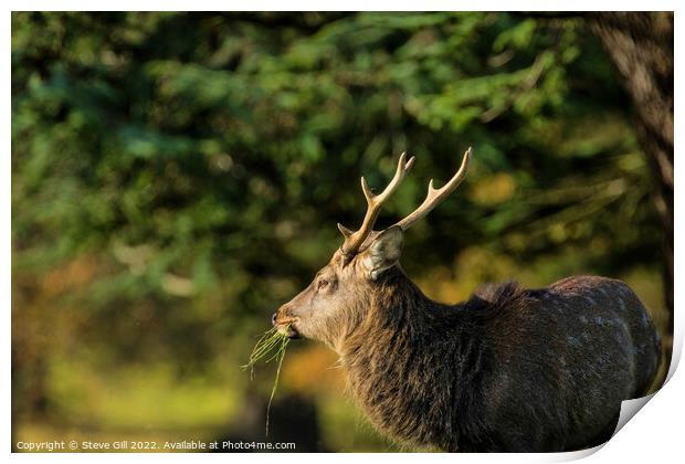 Majestic Mature Deer Stag. Print by Steve Gill