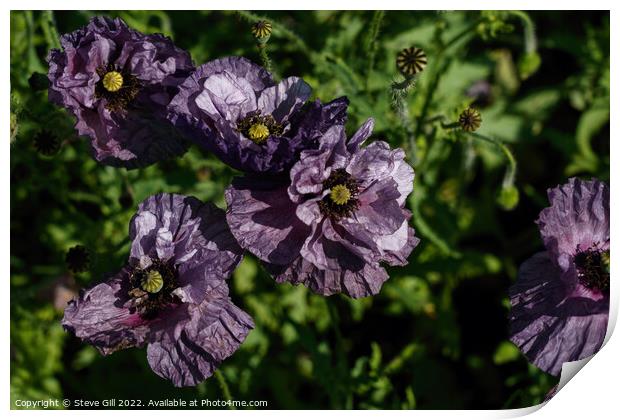 Crinkled Delicate Purple Poppies.  Print by Steve Gill