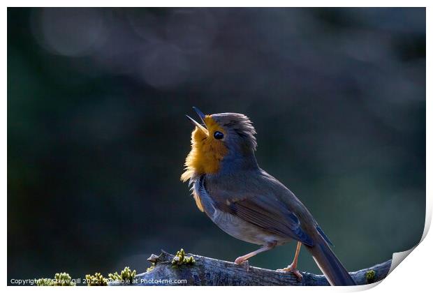 Backlit Robin with Orange and Grey Plumage Perched on a Branch. Print by Steve Gill