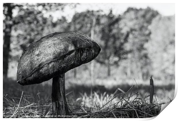 Solitary Huge Bitter Bolete Mushroom.  Print by Steve Gill