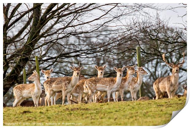 Herd of European Fallow Deer Looking at the Camera. Print by Steve Gill
