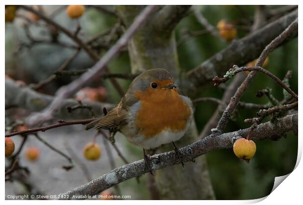 Perched on a Branch of a Crab Apple Tree, a Robin Redbreast. Print by Steve Gill