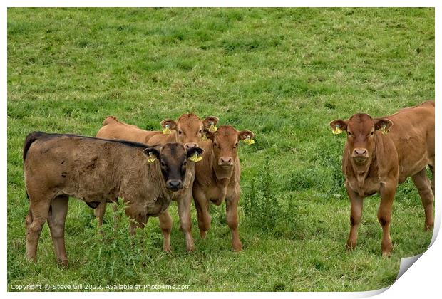 Young Brown Calves Wearing Double Identification Ear Tags Standing in a Field. Print by Steve Gill