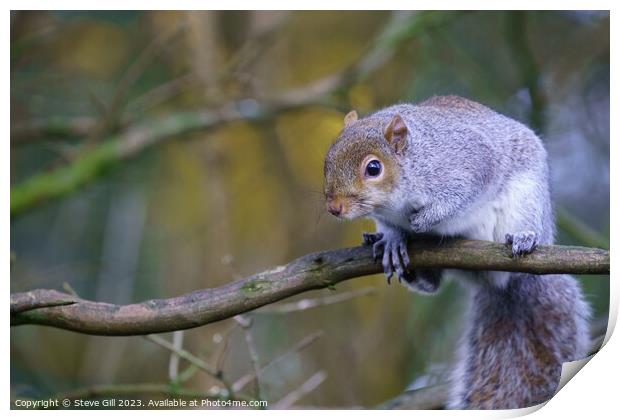 Observing the World from a Tree Branch, a Curious Grey Squirrel. Print by Steve Gill