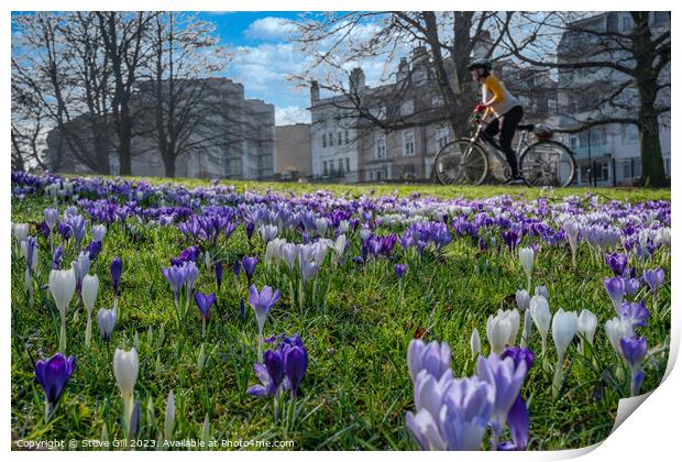 Spring Purple and White Crocuses with a Woman Cycling on a Nearby Path. Print by Steve Gill