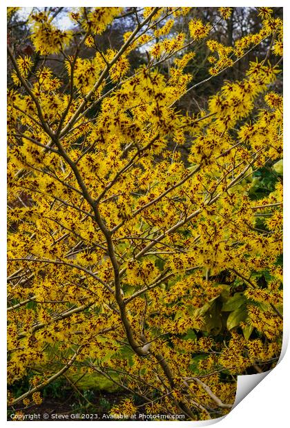 Branches Full of Witch Hazel Yellow and Red Ribbon-like Petals. Print by Steve Gill