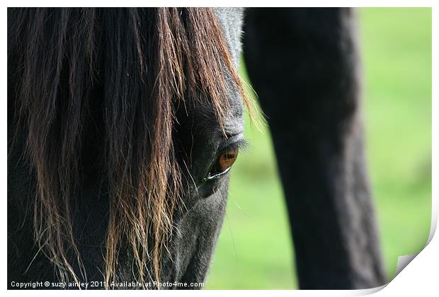 Horses face close up Print by suzy ainley