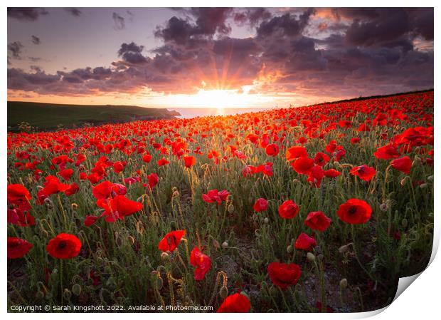 West Pentire Poppies Print by Sarah Kingshott