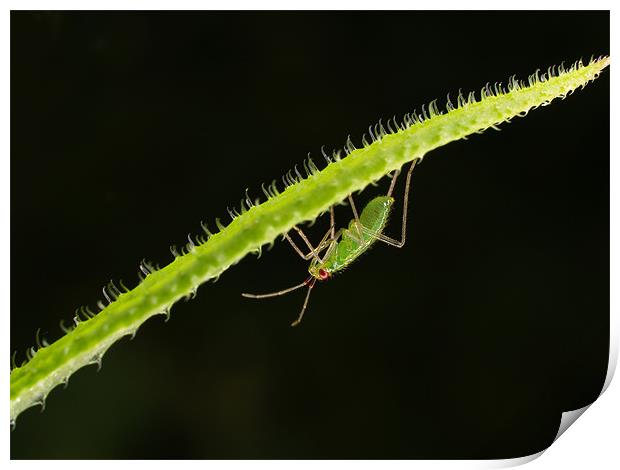 Green Fly Print by Alex Horton-Howe