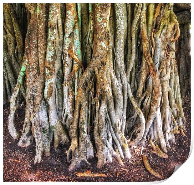Roots of Banyan Fig Tree Print by Julie Gresty