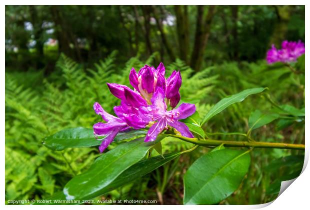 Enchanting Rhododendrons Print by RJW Images