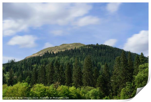 Benmore Mountain Forest Print by RJW Images