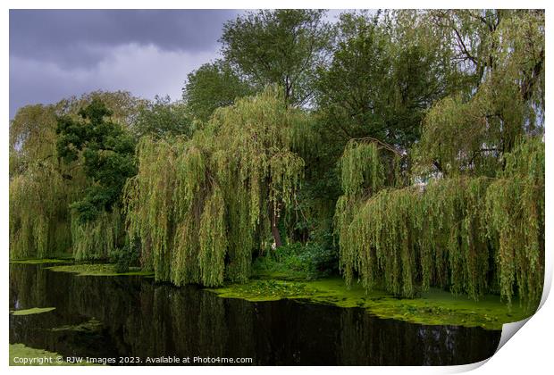Weeping Willow Print by RJW Images