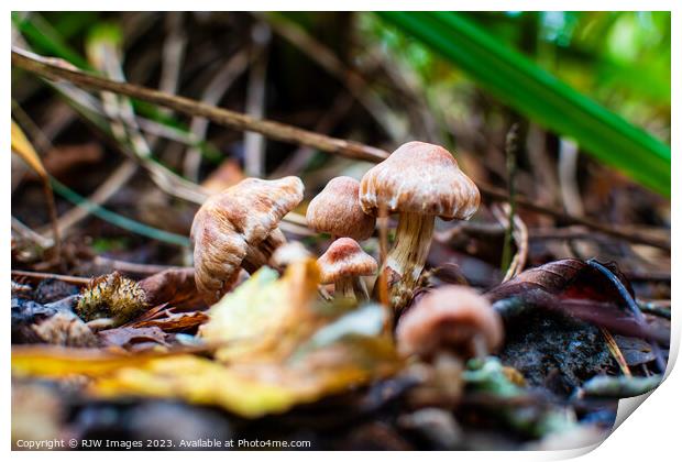 Autumn's fungi Delights Print by RJW Images