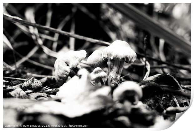 Enchanting Gymnopilus in Monochrome Print by RJW Images