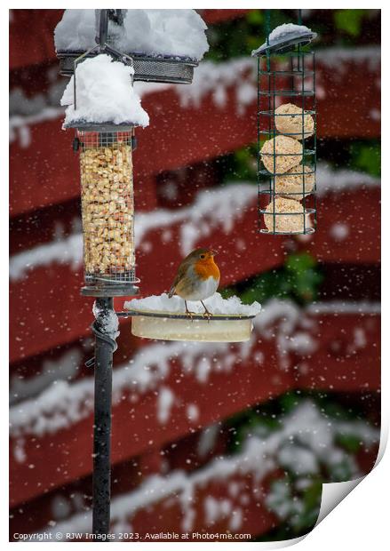 Robin on a Snow Covered Bird Feeder Print by RJW Images